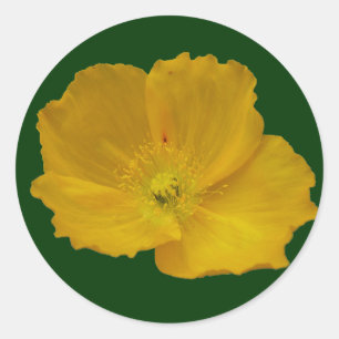 Gele papaver Alaskan Wildflower Floral Ronde Sticker