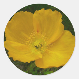Gele papaver Alaskan Wildflower Floral Ronde Sticker