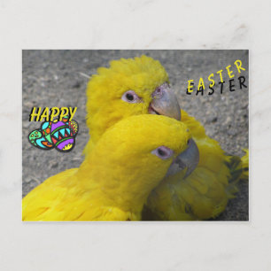 Gele parrots Paar Happy PaasBriefkaart Briefkaart