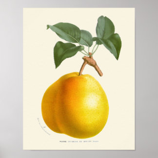  gele peren botanische afdrukken poster