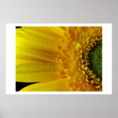 Gele Petals Poster (Voorkant)