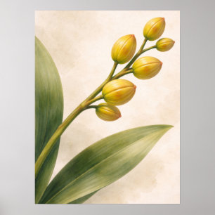 Gele Phalaenopsis-orchidee knoppen botanisch Poster