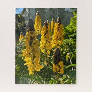 Gele pindakaas cassia, Oakland Legpuzzel