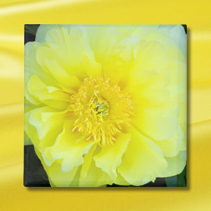 Gele Pioen Magneet