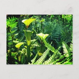 Gele Pitcher-Planten Briefkaart