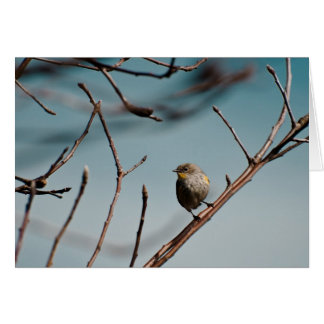 Gele pomp Warbler 01