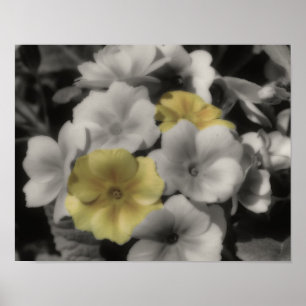 Gele Primrose Flower Partiële Kleur Poster