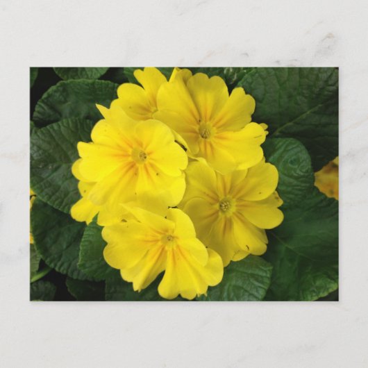 Gele primrose Flowers Briefkaart (Voorkant)