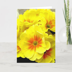 Gele Primula in de lente Feestdagen Kaart