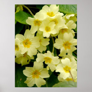 Gele primula/Primrose Vloerafdruk/Poster Poster