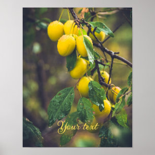 Gele pruimen na regen poster
