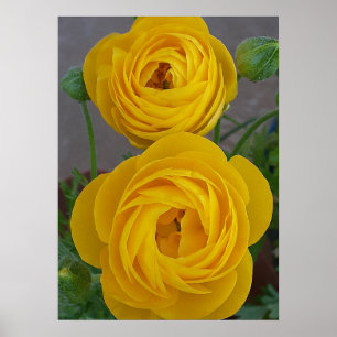 Gele Ranonkels Lente Bol Bloem Bloemisterij Tuin Poster