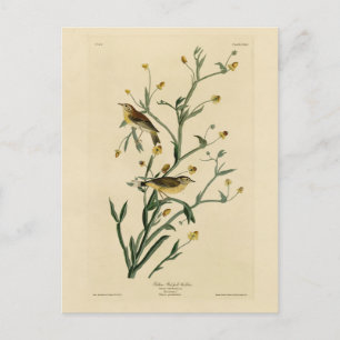 Gele Red-poll Warbler Audubon's Birds of America Briefkaart