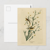 Gele Red-poll Warbler Audubon's Birds of America Briefkaart (Voorkant / Achterkant)