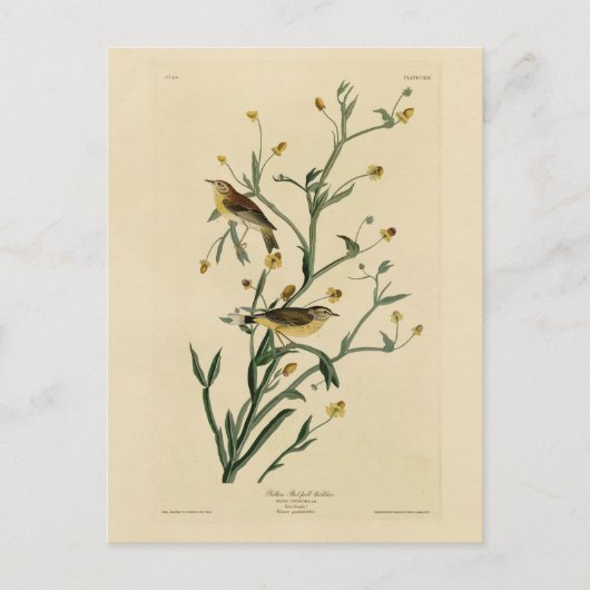 Gele Red-poll Warbler Audubon's Birds of America Briefkaart (Voorkant)