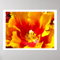 Gele Rode Tulp Bloem Bloemstuk Kunstzinnige Afdruk
