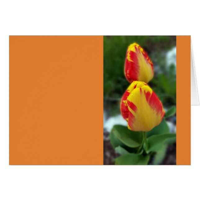 gele rode tulpen (Voorkant Horizontaal)