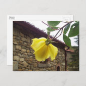 Gele roos. briefkaart (Voorkant / Achterkant)