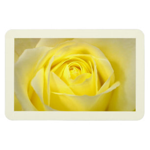 Gele Roos Close-up Magneet