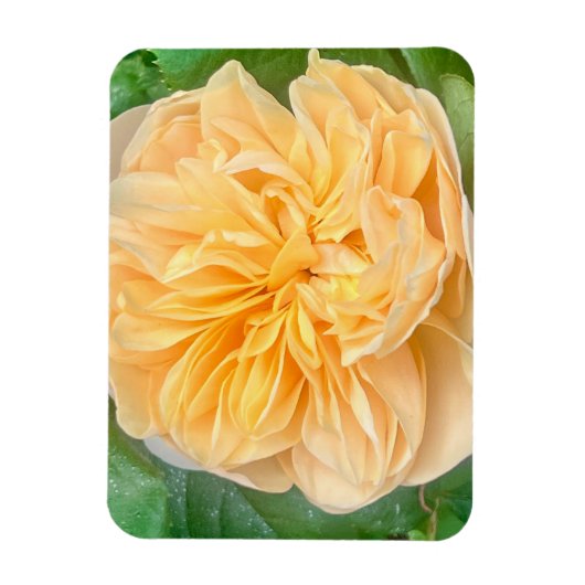 Gele Roos Magneet (Verticaal)