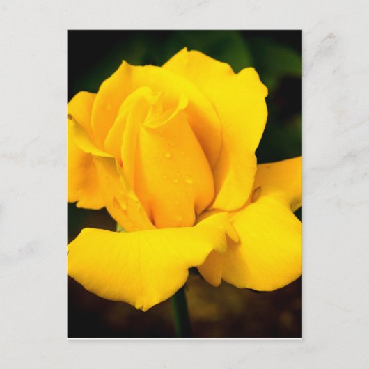 Gele roos - Na de regen Briefkaart (Voorkant)