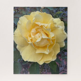 Gele Roos, Oakland Legpuzzel