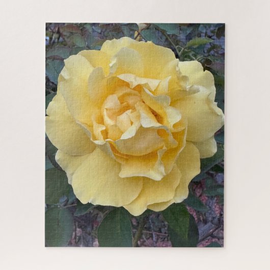 Gele Roos, Oakland Legpuzzel (Verticaal)