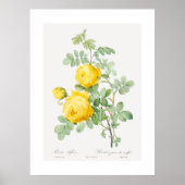 Gele Roos van Zwavel Art Poster (Voorkant)