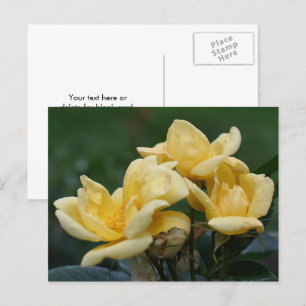 Gele Roosknoppen Bloemfotografie Briefkaart