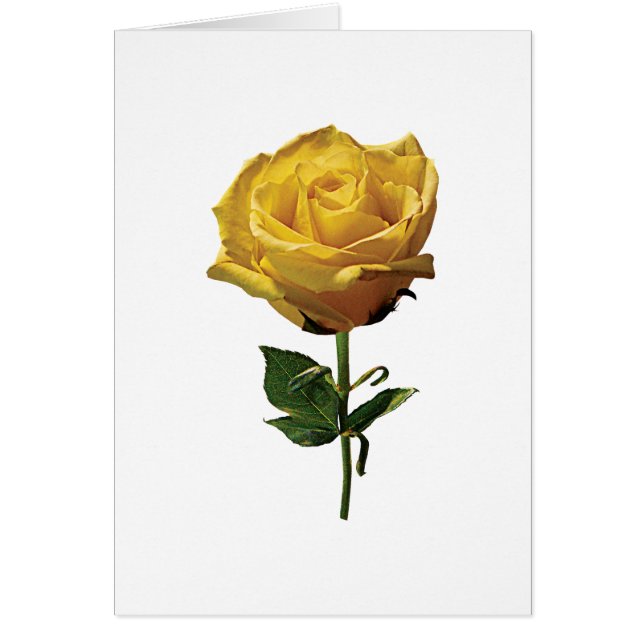 Gele Rose (Voorkant)