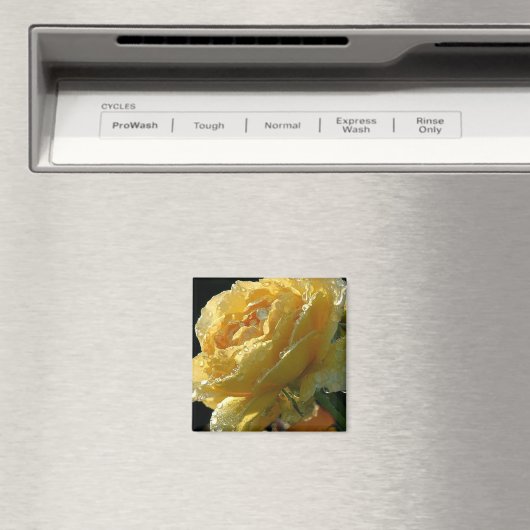 Gele Rose Bloemen 6 Magneet (Insitu (Vaatwasser))