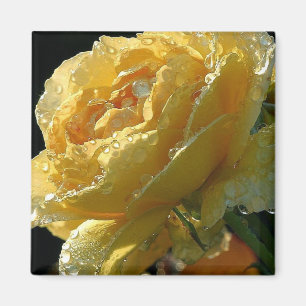 Gele Rose Bloemen 6 Magneet