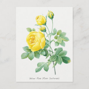 Gele Rose Botanische illustratie Briefkaart