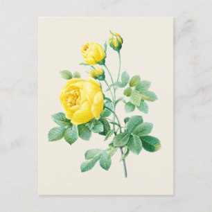  Gele Rose Botanische illustratie Briefkaart
