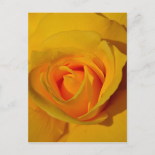 Gele Rose Briefkaart