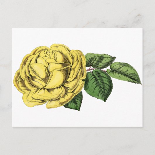Gele Rose Briefkaart (Voorkant)