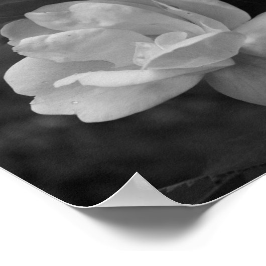 Gele Rose Cluster Partiële kleurventilator Poster (Hoek)