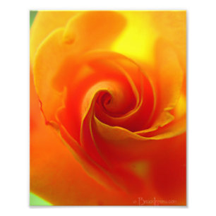 Gele Rose Foto Afdruk