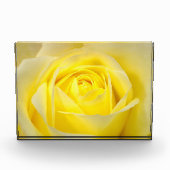 Gele Rose Fotoblokken (Voorkant)