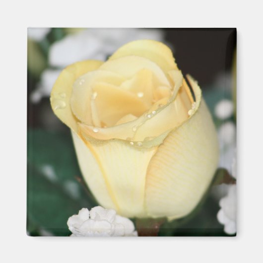 Gele Rose Magneet (Voorkant)