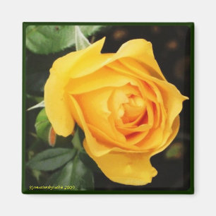 'Gele Rose' Magnet Magneet