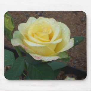 Gele Rose Muismat