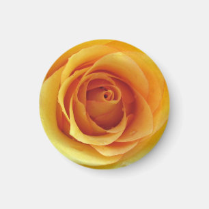 Gele Rose of Texas Magnet Magneet