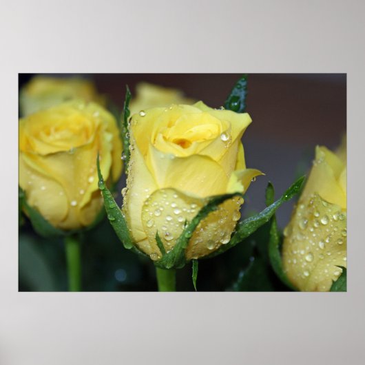 Gele Rose Poster (Voorkant)