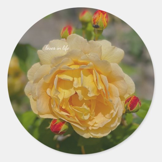 Gele Rose Ronde Sticker (Voorkant)