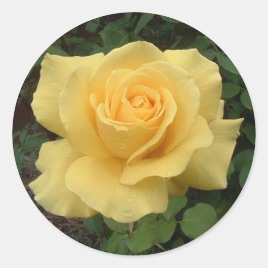 Gele Rose Ronde Sticker (Voorkant)