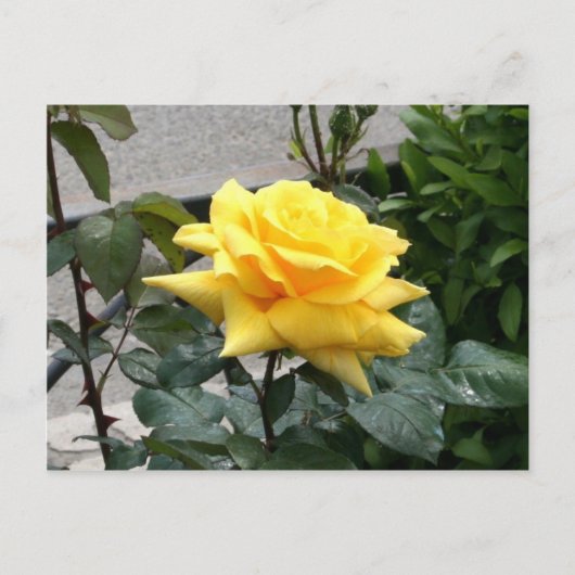 Gele Rose uit Texas Briefkaart (Voorkant)