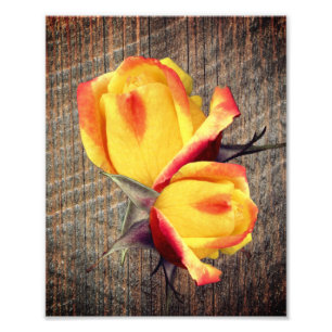 Gele rosebud bloemen op barnboard 8x10 foto afdruk