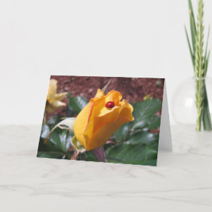 Gele rosebud met lieveheersbeestje kaart