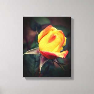 Gele rosebud met rode hooglichten canvas afdruk